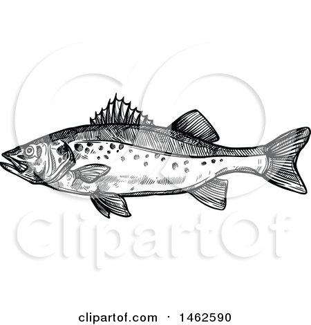 Clipart of a Sketched Black and White Fish - Royalty Free Vector Illustration by Vector Tradition SM