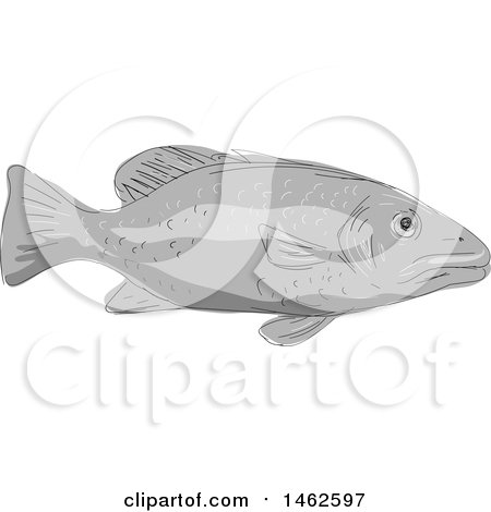 Clipart of a Grayscale Schoolmaster Snapper Fish, in Drawing Sketch Style - Royalty Free Vector Illustration by patrimonio