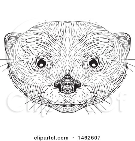 Clipart of a Black and White Asian Small Clawed Otter Face, in Drawing Sketch Style - Royalty Free Vector Illustration by patrimonio