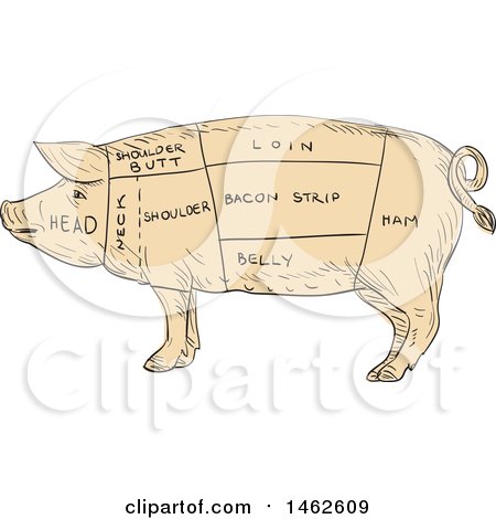 Clipart of a Pig Profile Showing Cuts of Meat, in Drawing Sketch Style - Royalty Free Vector Illustration by patrimonio