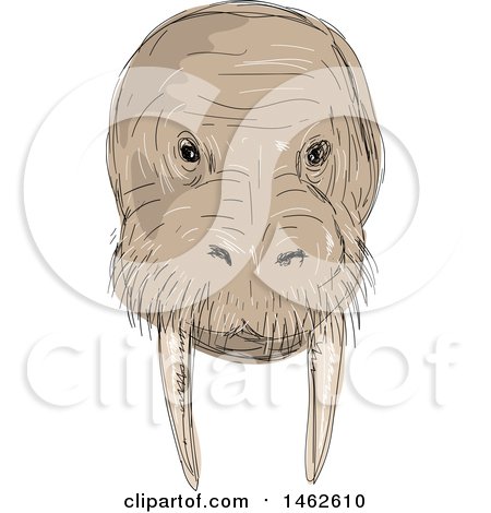 Clipart of a Walrus Face, in Drawing Sketch Style - Royalty Free Vector Illustration by patrimonio