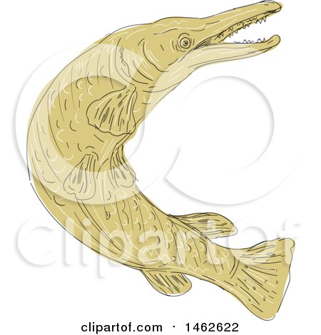 Clipart of a Swimming Alligator Gar Fish, in Drawing Sketch Style - Royalty Free Vector Illustration by patrimonio
