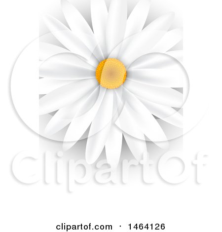 Clipart of a White Daisy Background or Business Card Design - Royalty Free Vector Illustration by KJ Pargeter