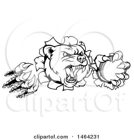 Clipart of a Black and White Vicious Bear Mascot Slashing Through a Wall with a Cricket Ball in a Paw - Royalty Free Vector Illustration by AtStockIllustration