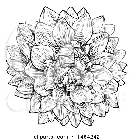Clipart of a Black and White Dahlia or Chrysanthemum Flower in Woodcut Style - Royalty Free Vector Illustration by AtStockIllustration