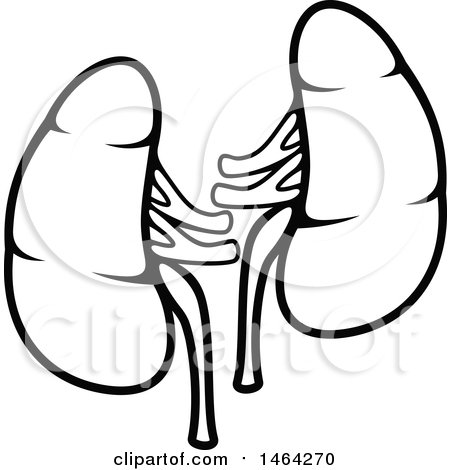 Clipart of Black and White Human Kidneys - Royalty Free Vector Illustration by Vector Tradition SM