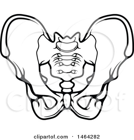 Clipart of a Black and White Human Pelvis - Royalty Free Vector Illustration by Vector Tradition SM