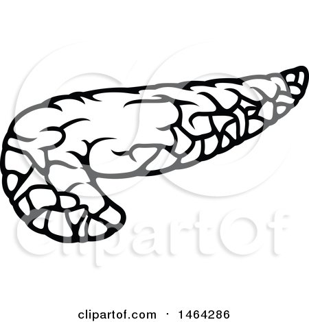 Clipart of a Black and White Human Pancreas - Royalty Free Vector Illustration by Vector Tradition SM