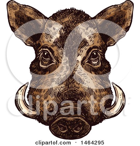 Clipart of a Sketched Boar - Royalty Free Vector Illustration by Vector Tradition SM