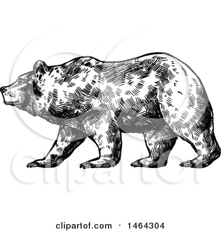 Clipart of a Sketched Black and White Bear - Royalty Free Vector Illustration by Vector Tradition SM