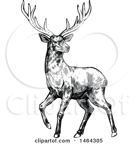 Clipart of a Sketched Black and White Deer - Royalty Free Vector Illustration by Vector Tradition SM