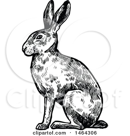 Clipart of a Sketched Black and White Rabbit - Royalty Free Vector Illustration by Vector Tradition SM