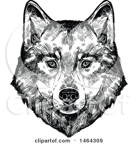 Clipart of a Sketched Black and White Wolf Face - Royalty Free Vector Illustration by Vector Tradition SM