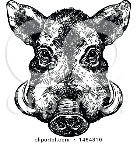 Clipart of a Sketched Black and White Boar - Royalty Free Vector Illustration by Vector Tradition SM
