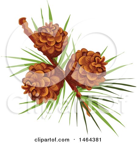 Clipart of Pinecones - Royalty Free Vector Illustration by Vector Tradition SM