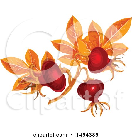 Clipart of Leaves and Rose Hips - Royalty Free Vector Illustration by Vector Tradition SM