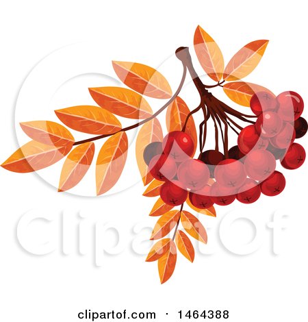 Clipart of Leaves and Red Currants - Royalty Free Vector Illustration by Vector Tradition SM