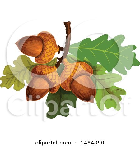 Clipart of Acorns and Oak Leaves - Royalty Free Vector Illustration by Vector Tradition SM