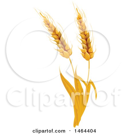 Clipart of Stalks of Wheat - Royalty Free Vector Illustration by Vector Tradition SM