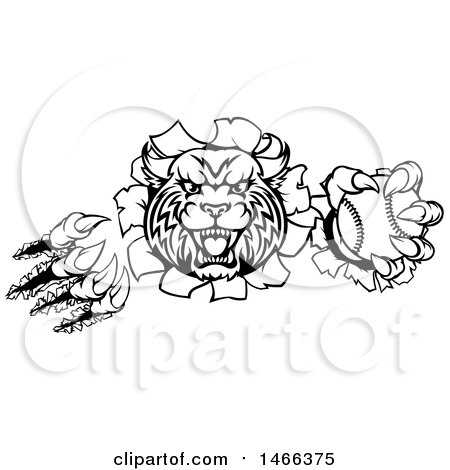 Clipart of a Black and White Vicious Wildcat Mascot Shredding Through a Wall with a Baseball - Royalty Free Vector Illustration by AtStockIllustration