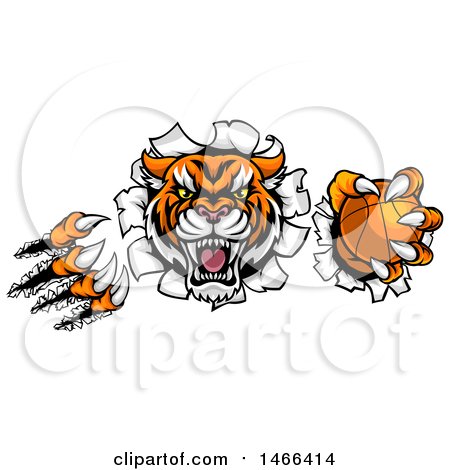 Clipart of a Vicious Tiger Mascot Slashing Through a Wall with a Basketball - Royalty Free Vector Illustration by AtStockIllustration