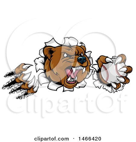 Clipart of a Vicious Aggressive Bear Mascot Slashing Through a Wall with a Baseball in a Paw - Royalty Free Vector Illustration by AtStockIllustration