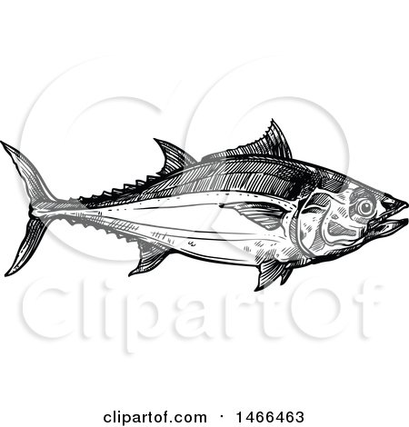 Clipart of a Sketched Black and White Tuna Fish - Royalty Free Vector Illustration by Vector Tradition SM