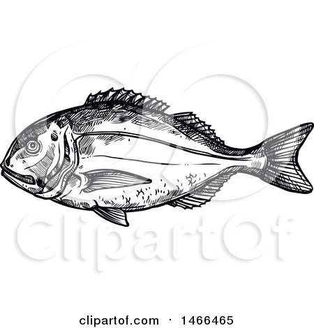 Clipart of a Sketched Black and White Gilt-head Bream Fish - Royalty Free Vector Illustration by Vector Tradition SM