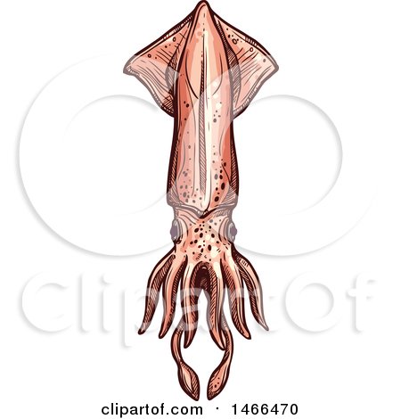 Clipart of a Sketched Squid - Royalty Free Vector Illustration by Vector Tradition SM