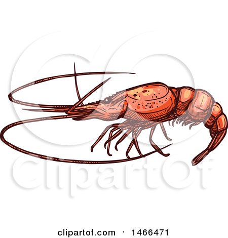 Clipart of a Sketched Shrimp - Royalty Free Vector Illustration by Vector Tradition SM