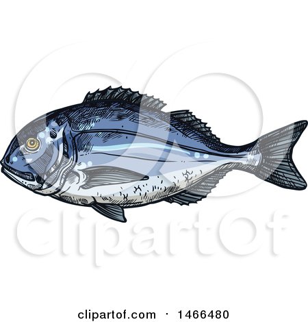 Clipart of a Sketched Gilt-head Bream Fish - Royalty Free Vector Illustration by Vector Tradition SM
