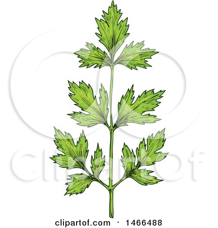 Clipart of a Sketched Herb, Parsley - Royalty Free Vector Illustration by Vector Tradition SM