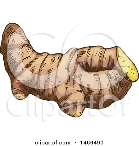 Clipart of a Sketched Herb, Ginger Root - Royalty Free Vector Illustration by Vector Tradition SM