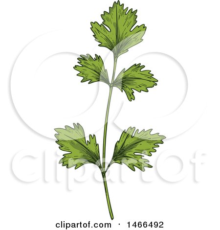 Clipart of a Sketched Herb, Cilantro - Royalty Free Vector Illustration by Vector Tradition SM
