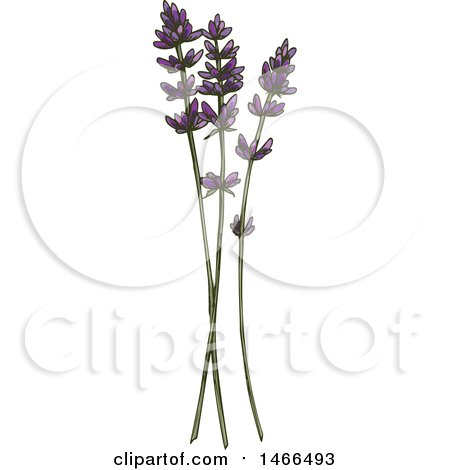Clipart of a Sketched Herb, Lavender - Royalty Free Vector Illustration by Vector Tradition SM