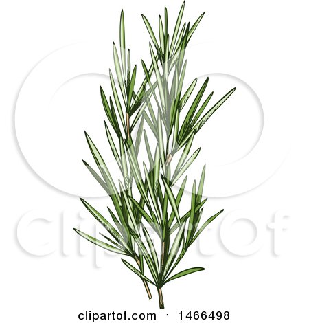 Clipart of a Sketched Herb, Rosemary - Royalty Free Vector Illustration by Vector Tradition SM