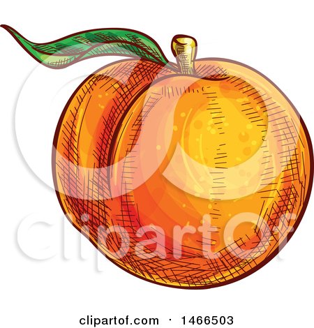 Clipart of a Sketched Peach - Royalty Free Vector Illustration by Vector Tradition SM
