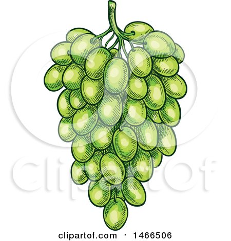 Clipart of a Sketched Bunch of Green Grapes - Royalty Free Vector Illustration by Vector Tradition SM