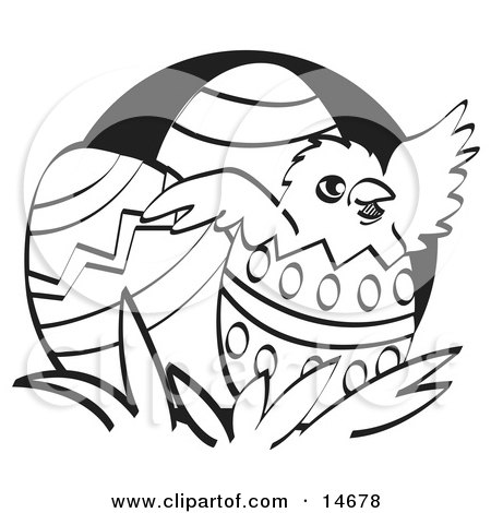 Cartoon Clipart Of A Black And White Cute Baby Bluejay Chick Hatching -  Vector Outlined Coloring Page by Cory Thoman #1142452