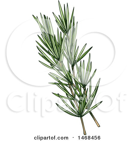 Clipart of a Sketched Herb, Rosemary - Royalty Free Vector Illustration by Vector Tradition SM