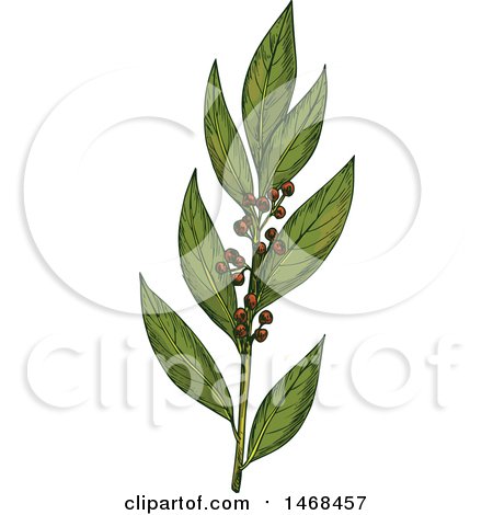 Clipart of a Sketched Herb, Bay Leaves - Royalty Free Vector Illustration by Vector Tradition SM