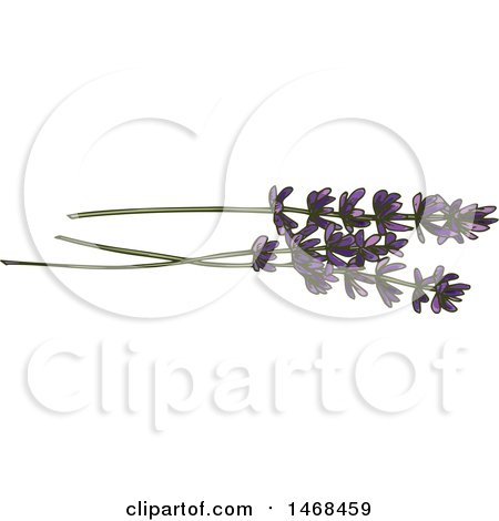 Clipart of Sketched Lavender - Royalty Free Vector Illustration by Vector Tradition SM