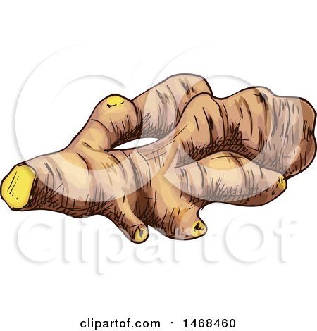 Clipart of a Sketched Herb, Ginger Root - Royalty Free Vector Illustration by Vector Tradition SM