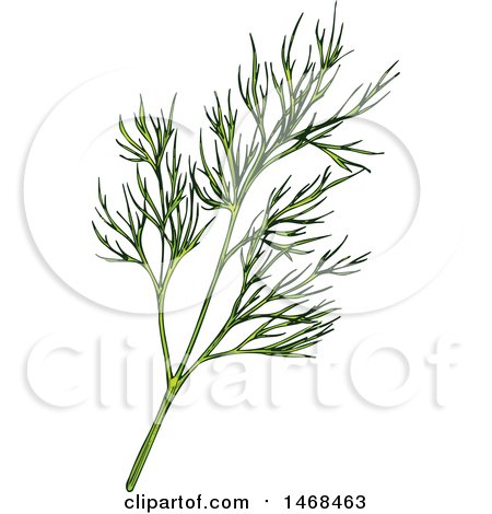 Clipart of a Sketched Herb, Dill - Royalty Free Vector Illustration by Vector Tradition SM