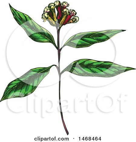 Clipart of a Sketched Herb, Clove Plant - Royalty Free Vector Illustration by Vector Tradition SM