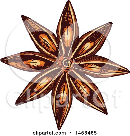 Clipart of a Sketched Herb, Star Anise - Royalty Free Vector Illustration by Vector Tradition SM