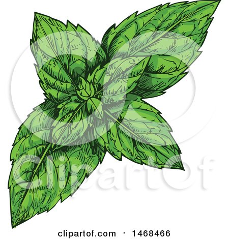Clipart of a Sketched Herb, Peppermint - Royalty Free Vector Illustration by Vector Tradition SM