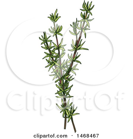 Clipart of a Sketched Herb, Thyme - Royalty Free Vector Illustration by Vector Tradition SM