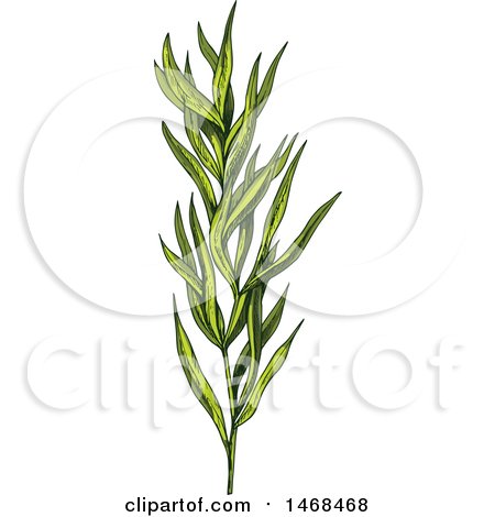Clipart of a Sketched Herb, Tarragon - Royalty Free Vector Illustration by Vector Tradition SM