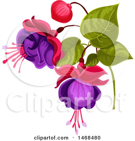 Clipart of Fuchsia Flowers - Royalty Free Vector Illustration by Vector Tradition SM